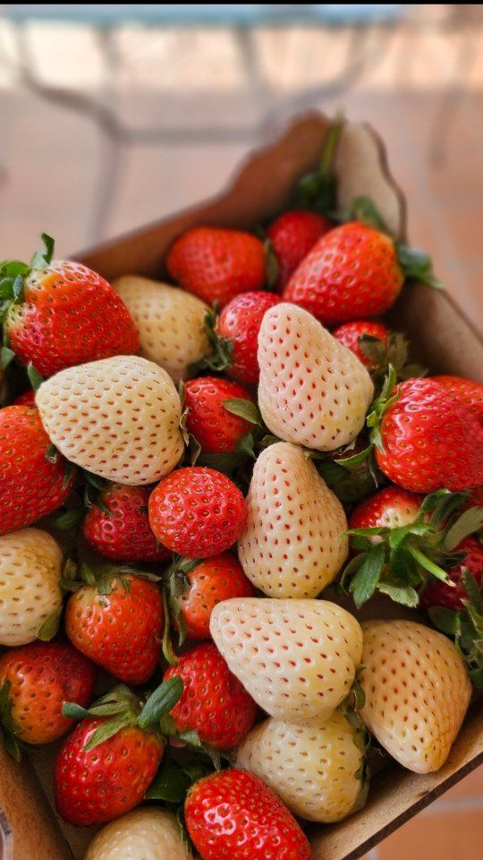 Cómo hacer un puré de fresas perfecto para pastelería 🍓✨

Para obtener un puré delicioso y con una textura ideal, sigue estos pasos:

✅ Elige fresas frescas, aromáticas y sin daños.
✅ Lávalas bien y retira los rabos y hojas verdes.
✅ Pésalas y añade azúcar invertido (10 % del peso de las fresas). Este paso es opcional, pero muy útil si vas a congelar el puré.
✅ Tritura con una batidora de vaso o de mano hasta obtener un puré suave y homogéneo.

¡Listo! Ahora tienes un puré perfecto para usar en postres, mousses, cremas y más. 🍰💖

#PuréDeFresas #Pastelería #Fresas #RecetasDulces